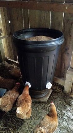 three chickens standing next to a trash can