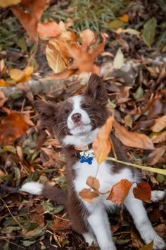 a brown and white dog sitting on top of leaves