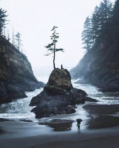 a lone tree stands on top of a rock near the ocean