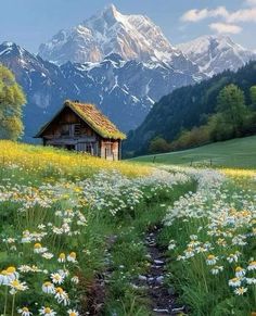 a field with flowers and a house in the background