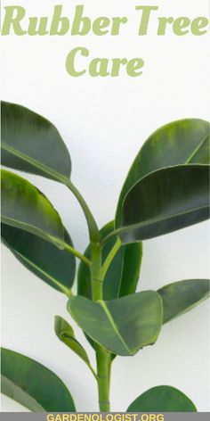 a close up of a plant with the words rubber tree care