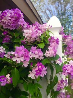 purple flowers growing on the side of a white fence