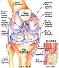 Fitness Profile, Anatomy Of The Knee, Knee Anatomy, Acl Injury, Cruciate Ligament, Knee Exercises