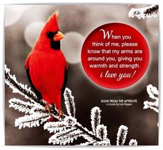 a cardinal sitting on top of a tree branch with a red circle in the background