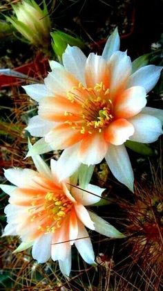 two orange and white flowers in the grass