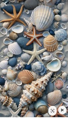 an image of seashells and starfish on the beach