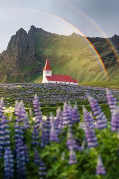 a church with a red roof is surrounded by purple flowers and green mountains in the background