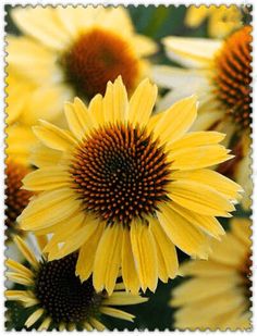 yellow and red flowers with green leaves in the background