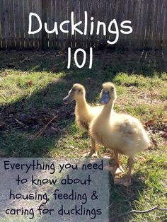 two ducks standing next to each other on top of a grass covered field with the words, ducklings 101 everything you need to know about housing feeding & caring for