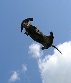 a dog jumping up into the air to catch a frisbee