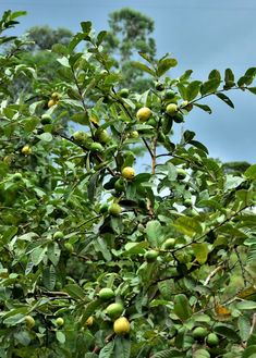 a tree filled with lots of green fruit on top of it's leaves and branches