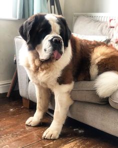 a large brown and white dog laying on top of a couch