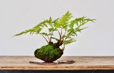 a potted plant sitting on top of a wooden table