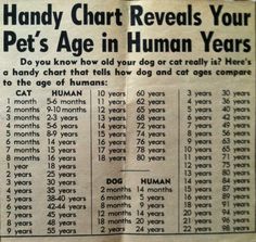 a newspaper clipping with an article about how many dogs and cats are age in human years