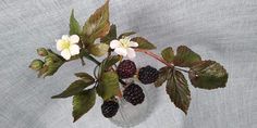 a vase filled with berries and flowers on top of a table