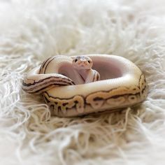 a white and brown snake laying on top of a fluffy white blanket with it's mouth open