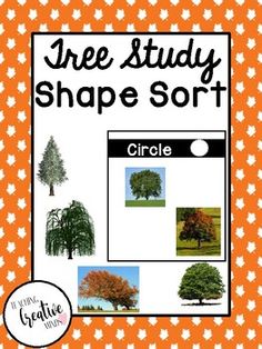 This activity is perfect to use during your tree study. Students will sort trees based on shapes. You can use either the tree pictures included in the product, or use objects that students have found on nature walks to sort. Shape Tree Preschool, Trees Creative Curriculum, Trees Study Preschool, Trees Study Creative Curriculum, Characteristics Of Trees Preschool, Shape Sort, Prek Math, Tree Base