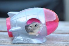 a hamster peeks out from its cage in a toy house on the floor