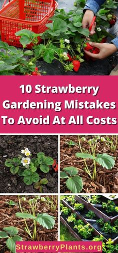 strawberry picking and gardening with text overlay that reads 10 strawberry gardening mistakes to avoid at all cost