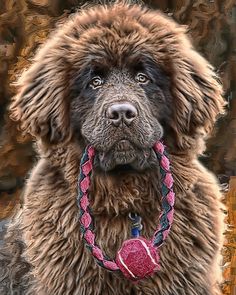 a brown dog with a red ball in its mouth