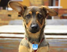 a brown and black dog sitting on top of a wooden bench next to a white table