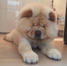 a fluffy white dog laying on the floor