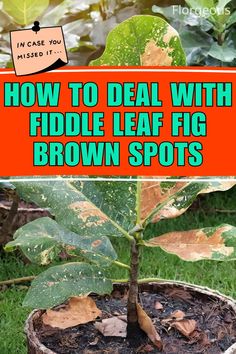 Fiddle Leaf Fig Brown Spots Fig Plant, Plant Tissue, Insecticidal Soap, Fig Leaves, Tropical Climate, Neem Oil, Fiddle Leaf, Fiddle Leaf Fig