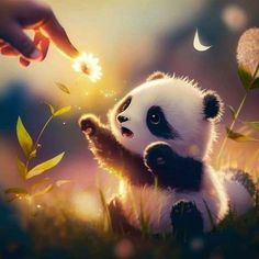 a panda bear sitting in the grass with its paw up to a dandelion