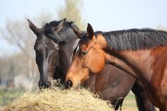 two horses standing next to each other eating hay