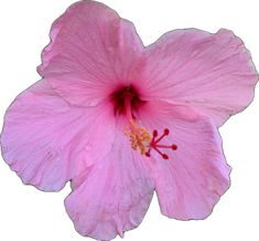 a pink flower that is blooming on a white background