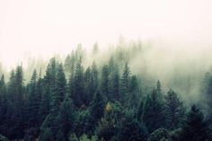 the forest is covered in thick fog and low lying trees are all around it on a cloudy day