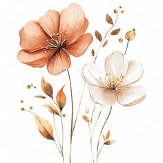 two orange and white flowers with green leaves on a white background in watercolor style