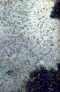 an image of butterflies flying in the sky above water and trees, with caption that reads