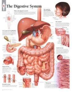 the digest system is shown in this diagram, and shows what it's like to be