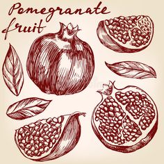 hand drawn pomegranate fruit set