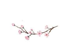 a branch with pink flowers on it against a white background