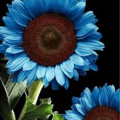 three blue sunflowers with green leaves in front of a black background and one has brown center