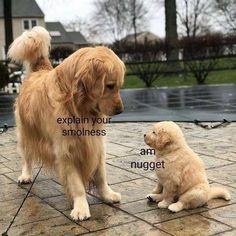 a golden retriever puppy is looking at another dog's ear with the caption explain your smolllessness am nugget