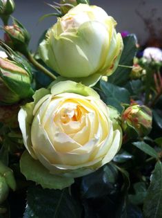 two yellow roses with green leaves and buds