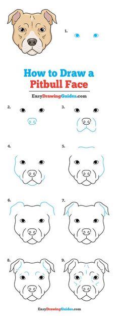 how to draw a pitbull face step by step instructions for kids and adults