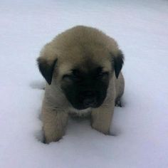 a puppy is standing in the snow with its head turned to look at the camera