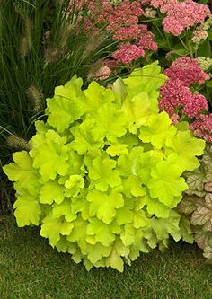 green and yellow flowers in the grass next to some pink hydrangea's