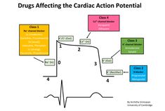 Antiarrhythmic Classes, Resting Potential, Cardiac Physiology, Paramedic Study, Membrane Potential, Cardiac Electrophysiology, Clinical Pharmacy, Action Potential, Cardiac Muscle