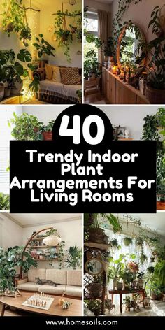 the top ten indoor plants for living rooms