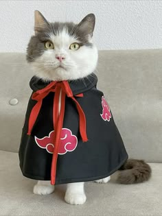 a gray and white cat sitting on top of a couch wearing a black coat with red bows