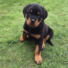 a black and brown dog sitting on top of a lush green field