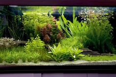 an aquarium filled with lots of green plants