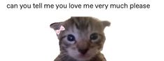 Cat Icon, You Love Me, Love Memes