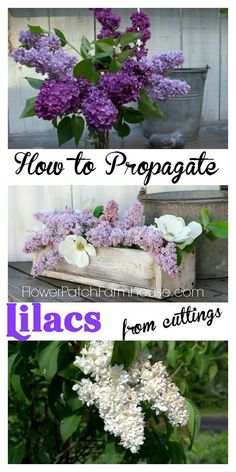 lilacs are the most beautiful flowers to grow in your garden and it's easy to do