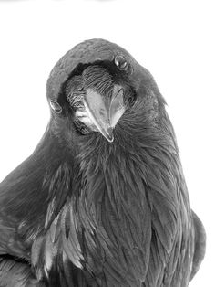 a black and white photo of a bird with it's head turned to the side